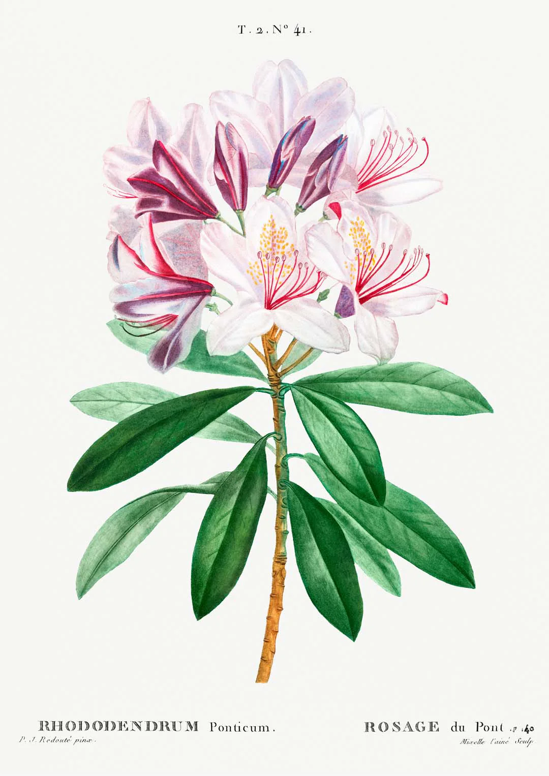 Rhododendron Blume