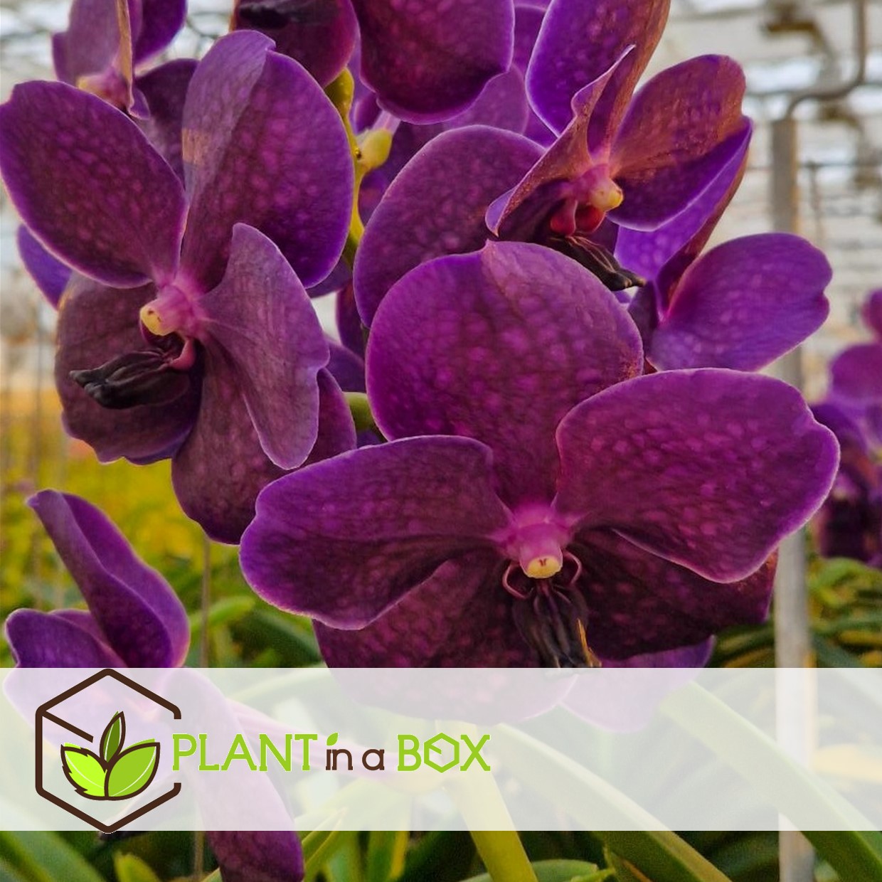Vanda velvet blackberry - orchidée en fleur - hauteur 80-90cm