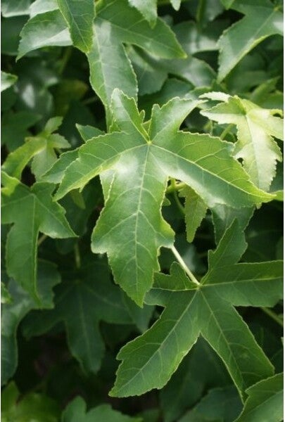Amberboom (Liquidambar 'Gum Ball') H 240 cm