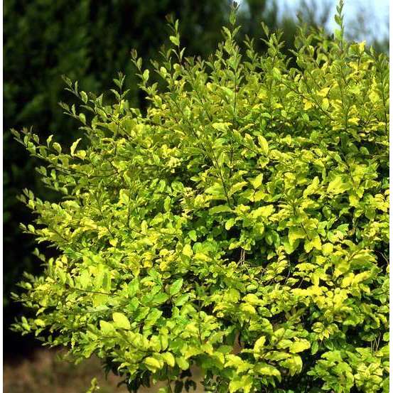 Ligustrum sinensis ' Lemon and LimeTM ' : ctr 5 litres