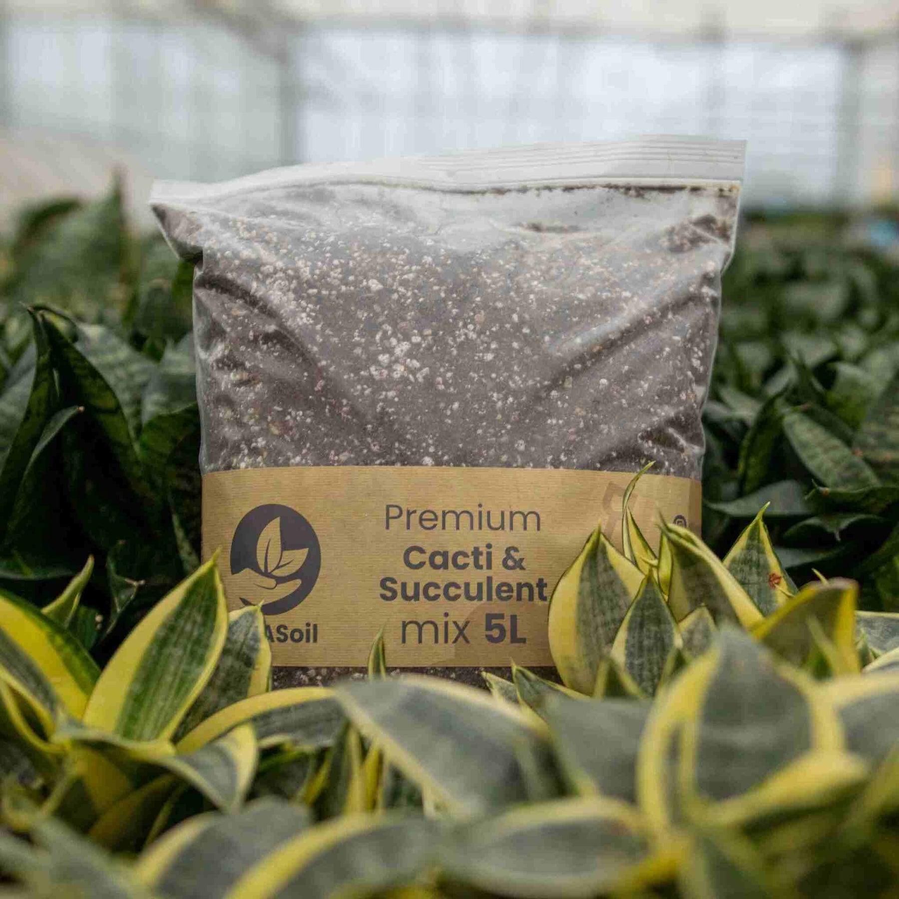 Terreau cactus et succulente - 5l