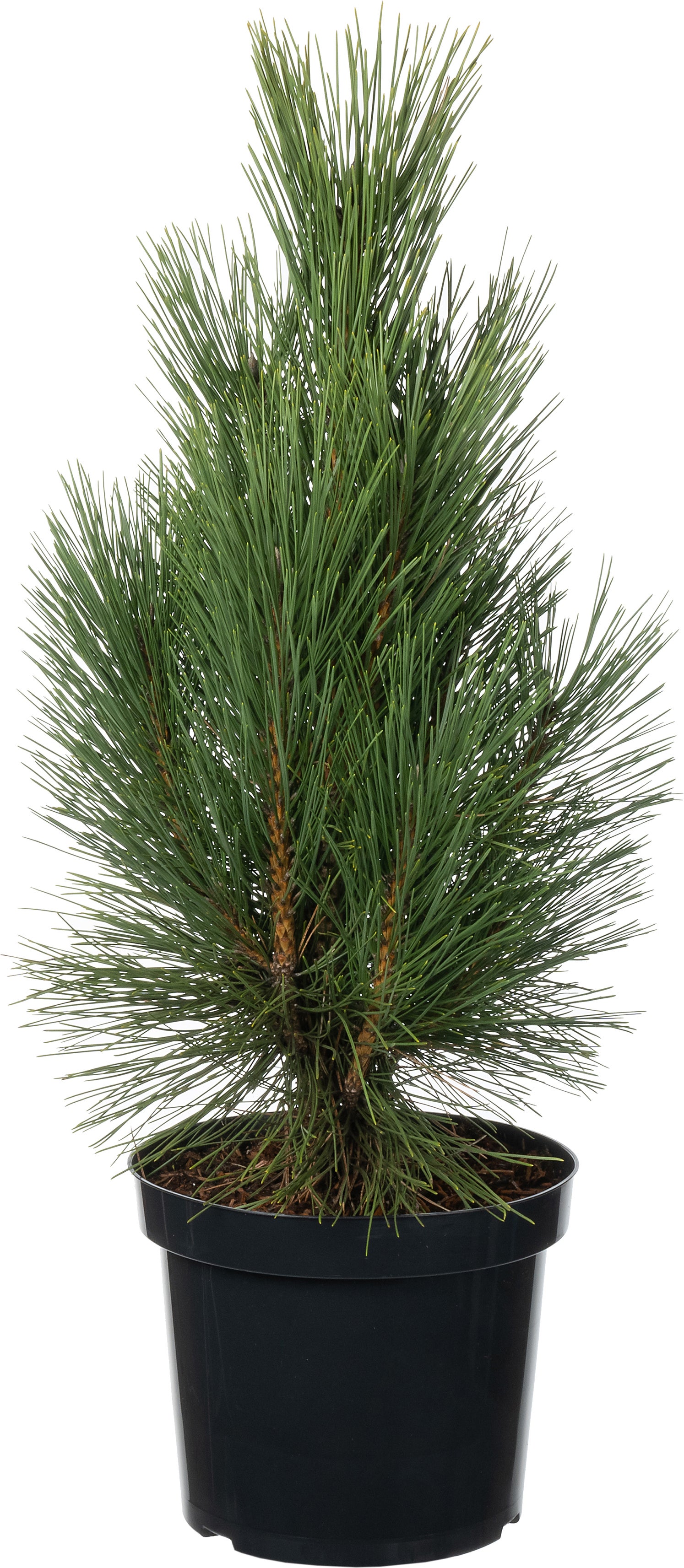 Zwarte Den (Pinus nigra 'Pyramidalis') D 26 H 40 cm