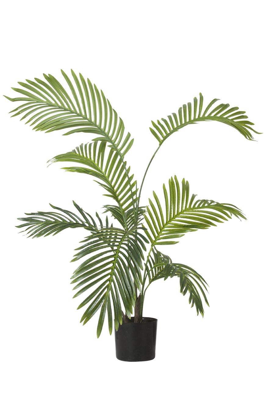 Areca palme
