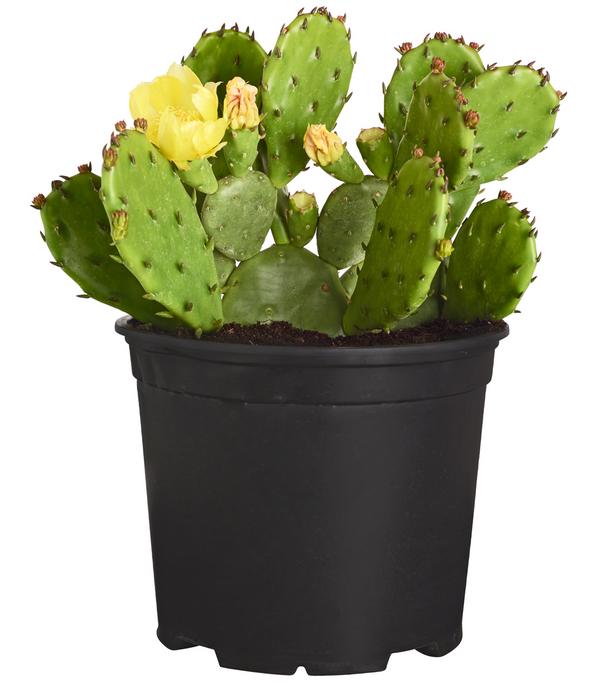 Feigenkaktus - Opuntia humifusa