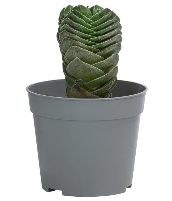 Dickblatt - Crassula pyramidalis 'Buddha's