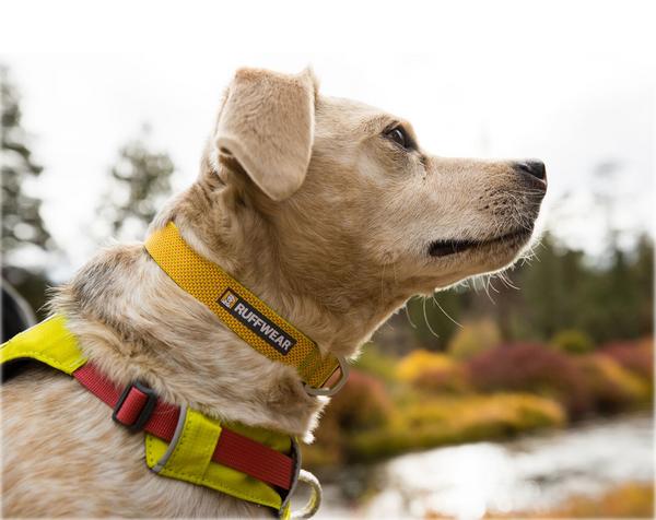 RUFFWEAR® Hundehalsband Hi & Light™ Collar