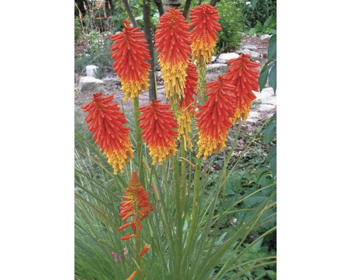Vaste planten in diverse soorten FloraSelf H 35-45 cm Co 5 L