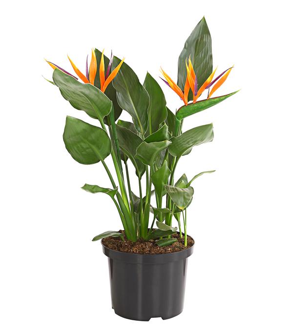 Paradiesvogelblume
