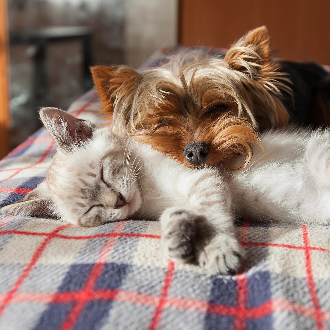 Spray zen MOOIZA - efeito calmante para cães e gatos