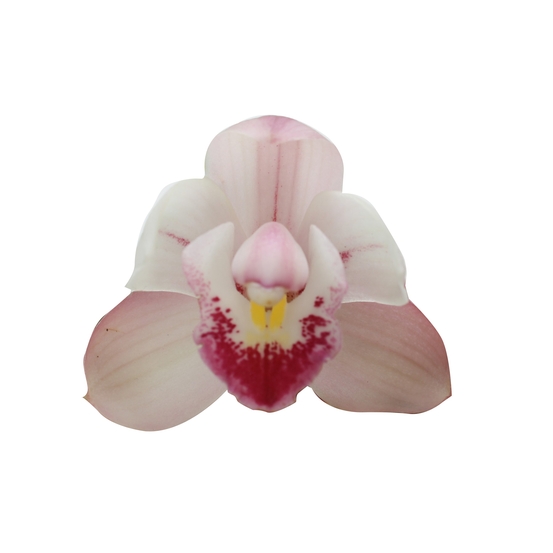 CYMBIDIUM WILD PINK 3 TIGES D12 H50