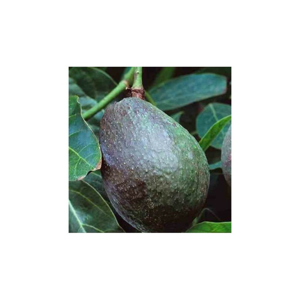 Avocatier persea americana var.topa topa (de greffe) blanc - taille pot de 7 litres ? 60/80 cm