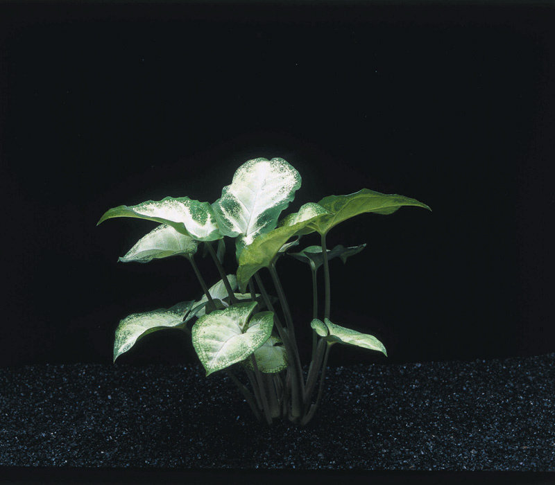 Plant Syngonium Podophyllum White Butterfly