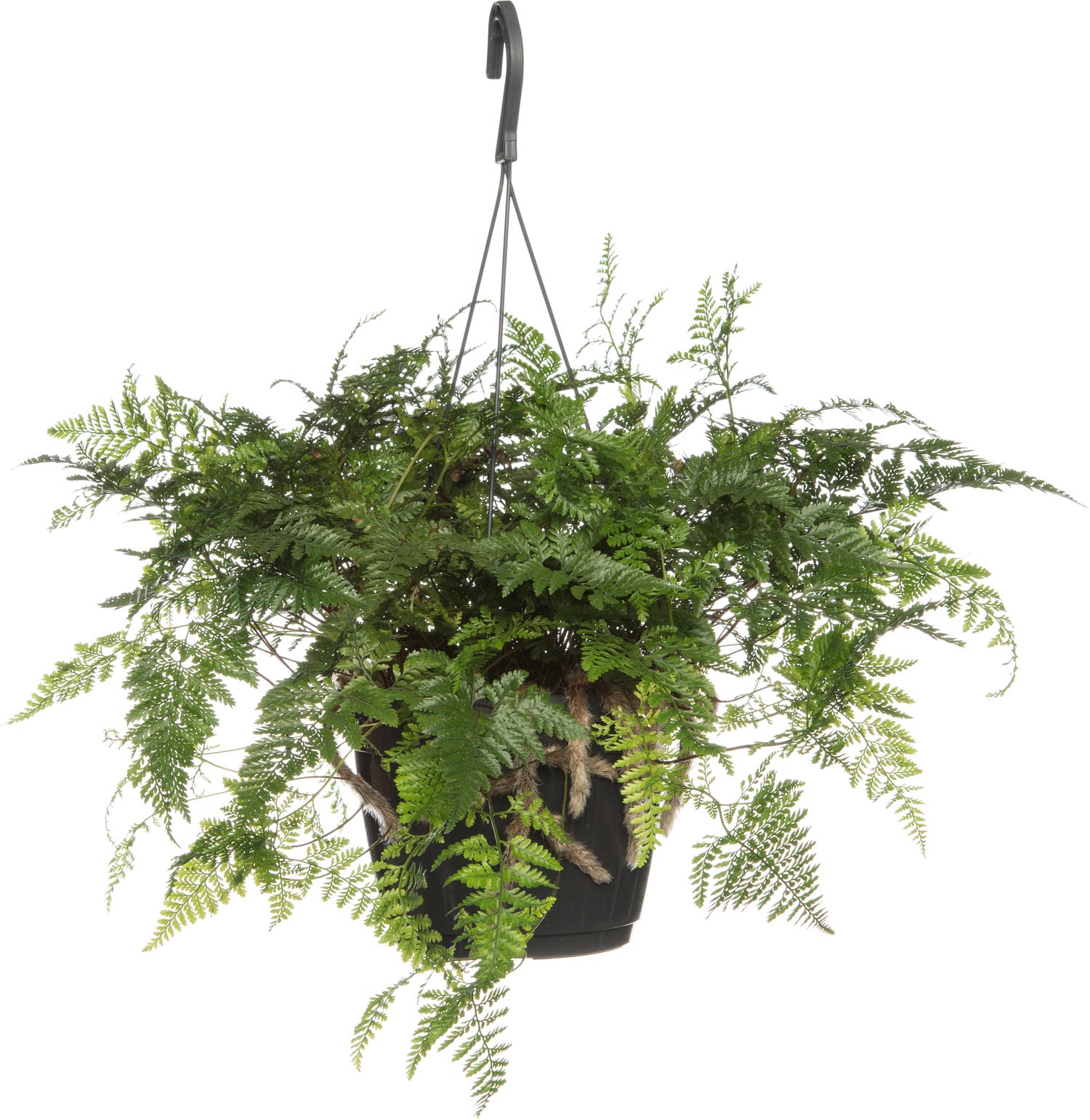 Hazenpootvaren in hangpot (Humata tyermannii 'Bunny') D 17 H 35 cm