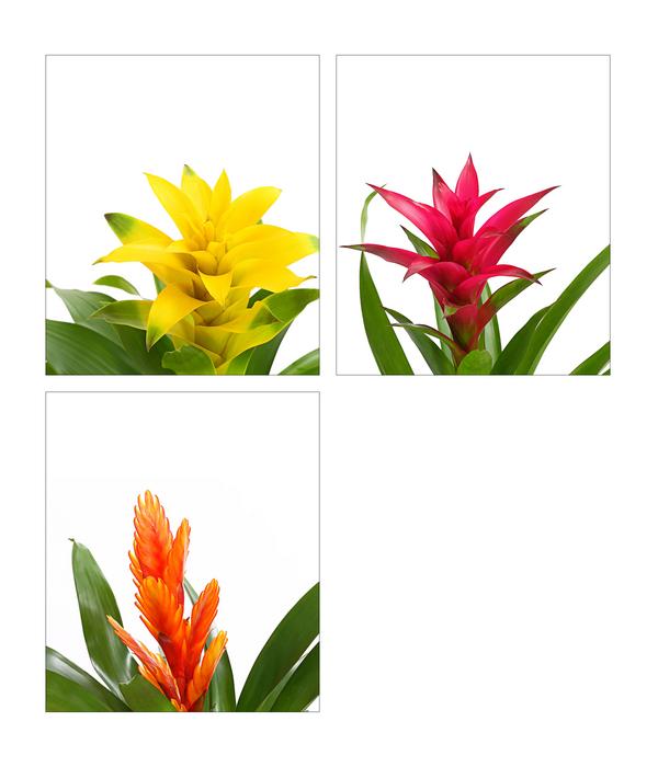 Vriesea - Bromelia cultivars, verschiedene
