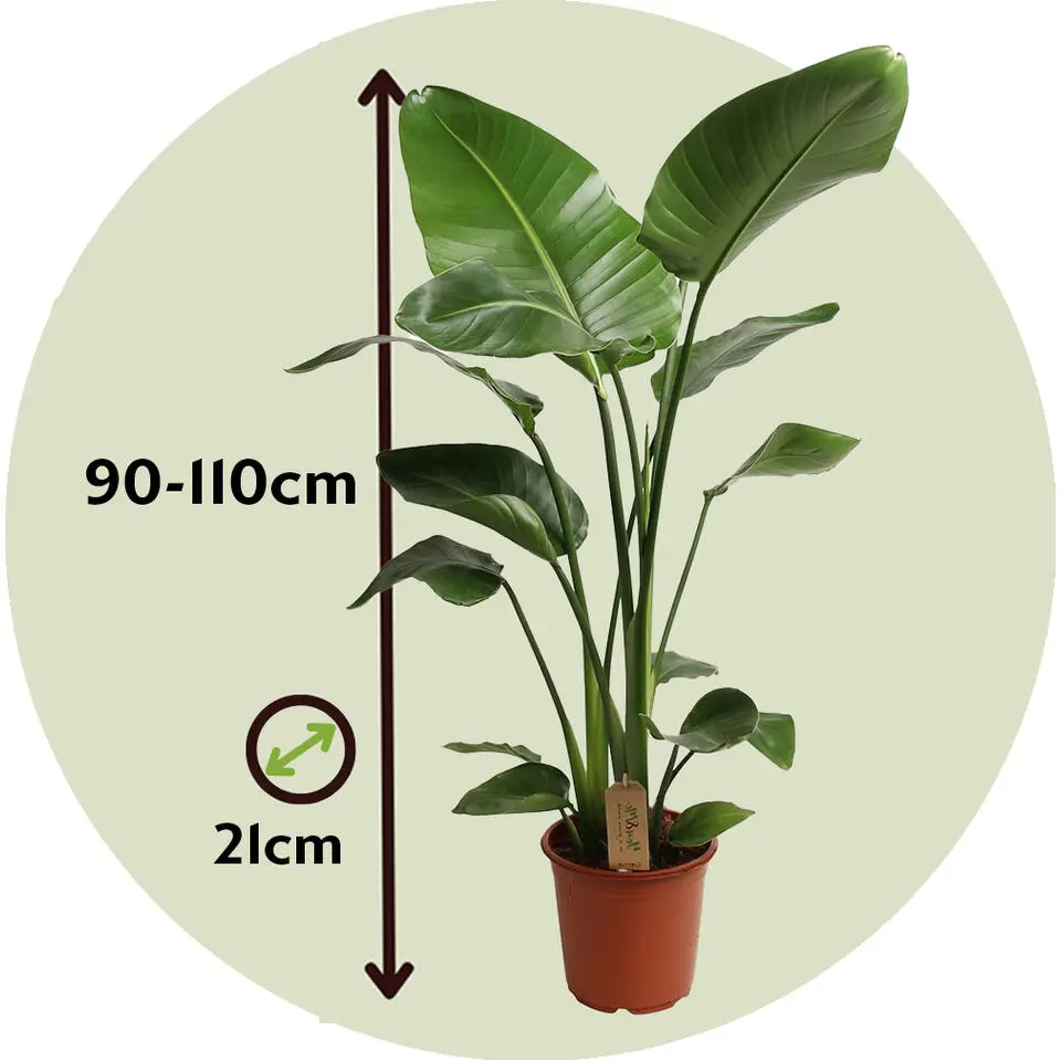 Paradijsvogelplant - Strelitzia nicolai - Hoogte 90-110cm - ⌀21cm