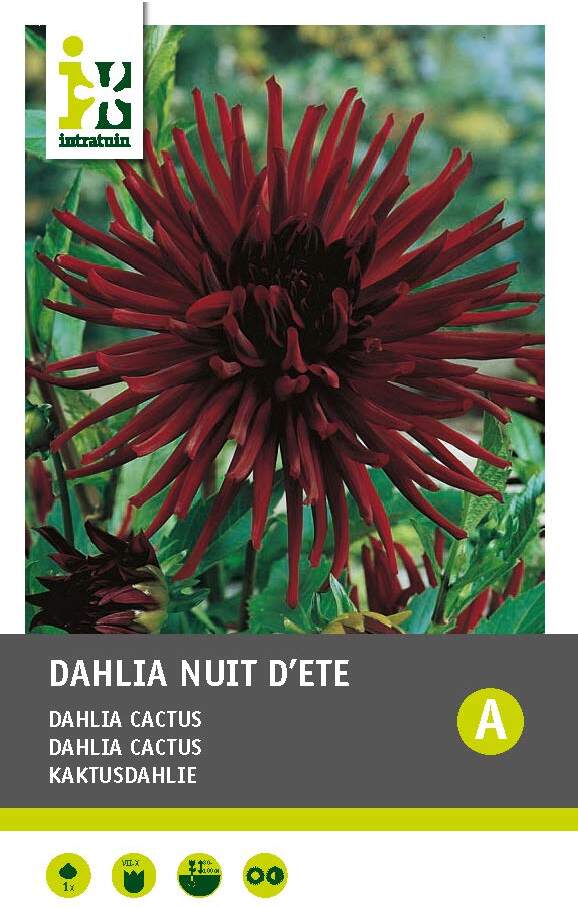 Intratuin Dahlia knol (Dahlia cactus 'Nuit D'ete')
