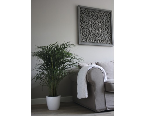 Kamerplanten Groen Mix FloraSelf H 120-140 cm Ø 24 cm Pot diverse soorten 1 st.