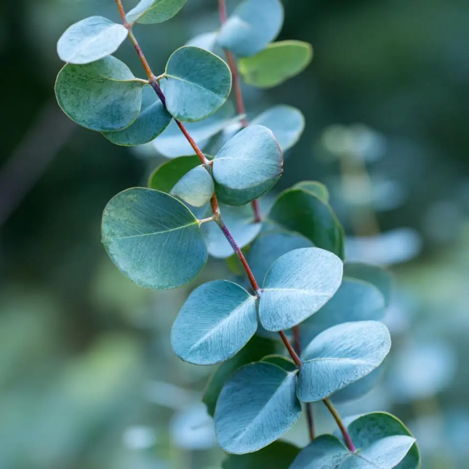 Zilvereucalyptus - Set van 2 - Eucalyptus - Hoogte 90-110cm - ⌀19cm