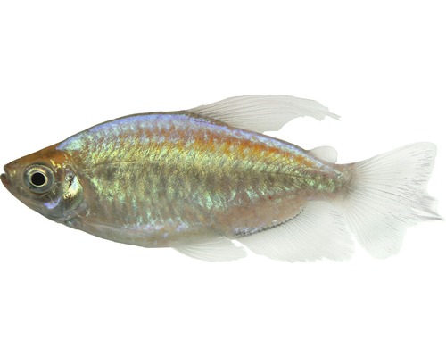 Congo tetra vis lg-xl - Phenacogrammus interruptus
