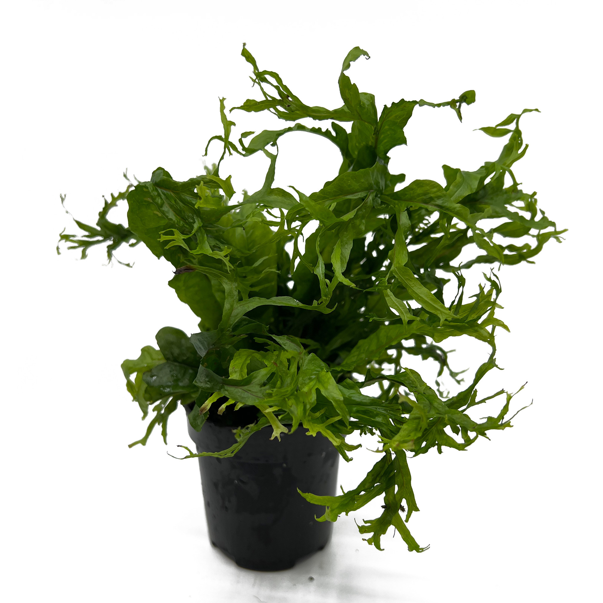 Waterplant Microsorum Pteropus Windelov - Extra Groot