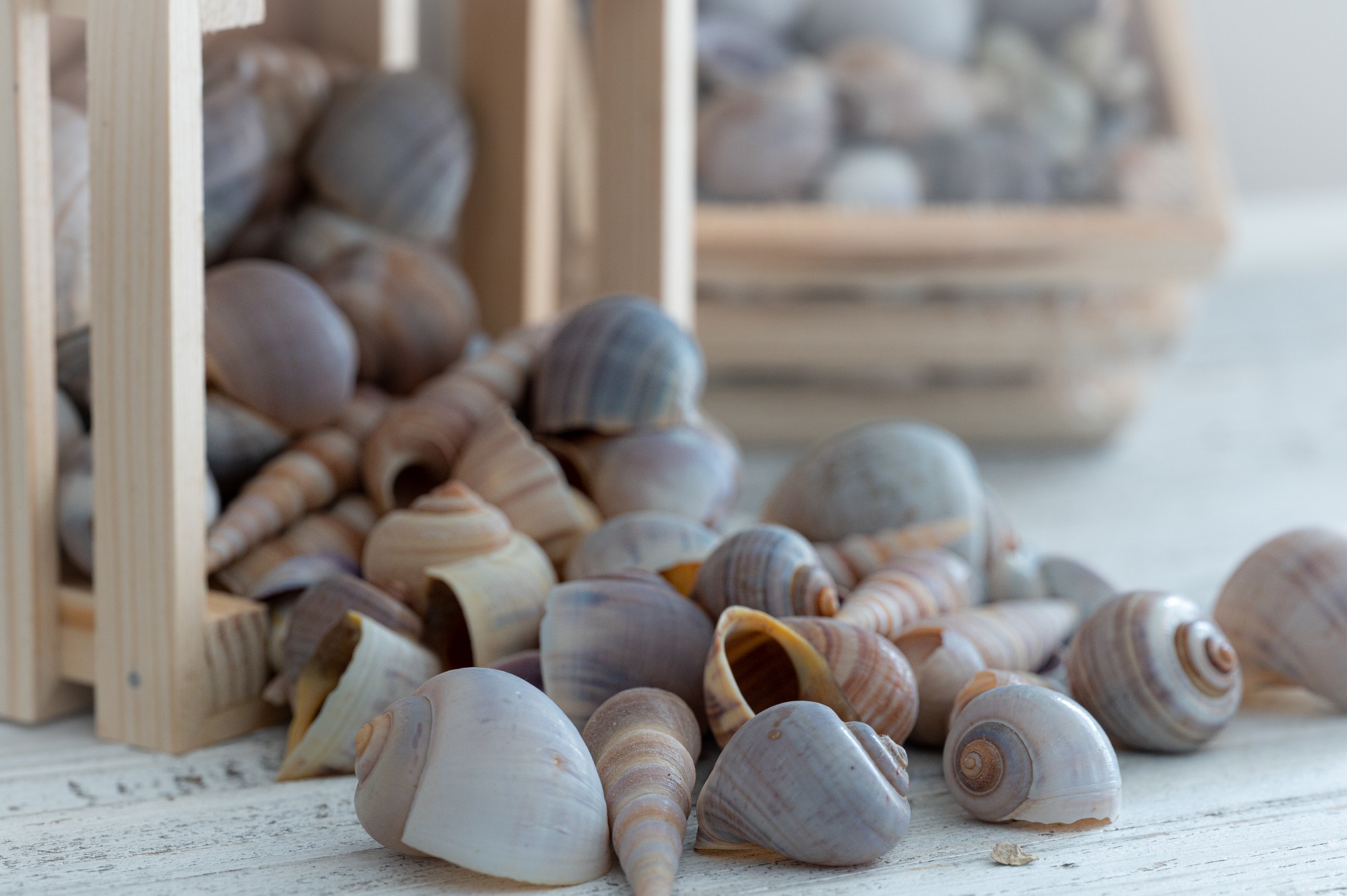 Muscheln & Schnecken in Holzkiste, B 13 cm, L 13 cm, H 8 cm von fischer's lagerhaus