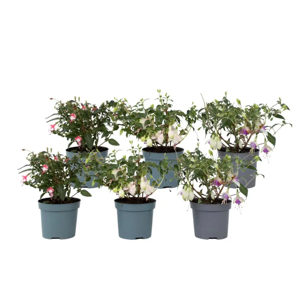 Bellenplant - Set van 6 - Fuchsia magellanica - Hoogte 10-20cm - ⌀9cm