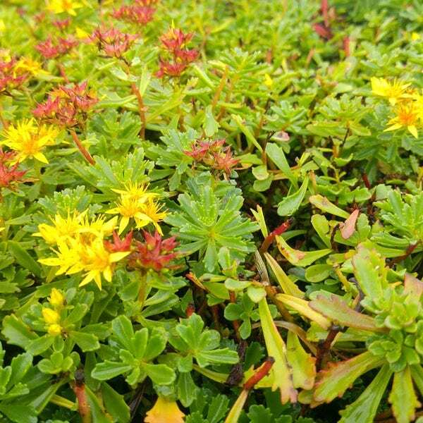 Vetkruid (Sedum floriferum 'Weihenstephaner Gold') D 9 H 10 cm