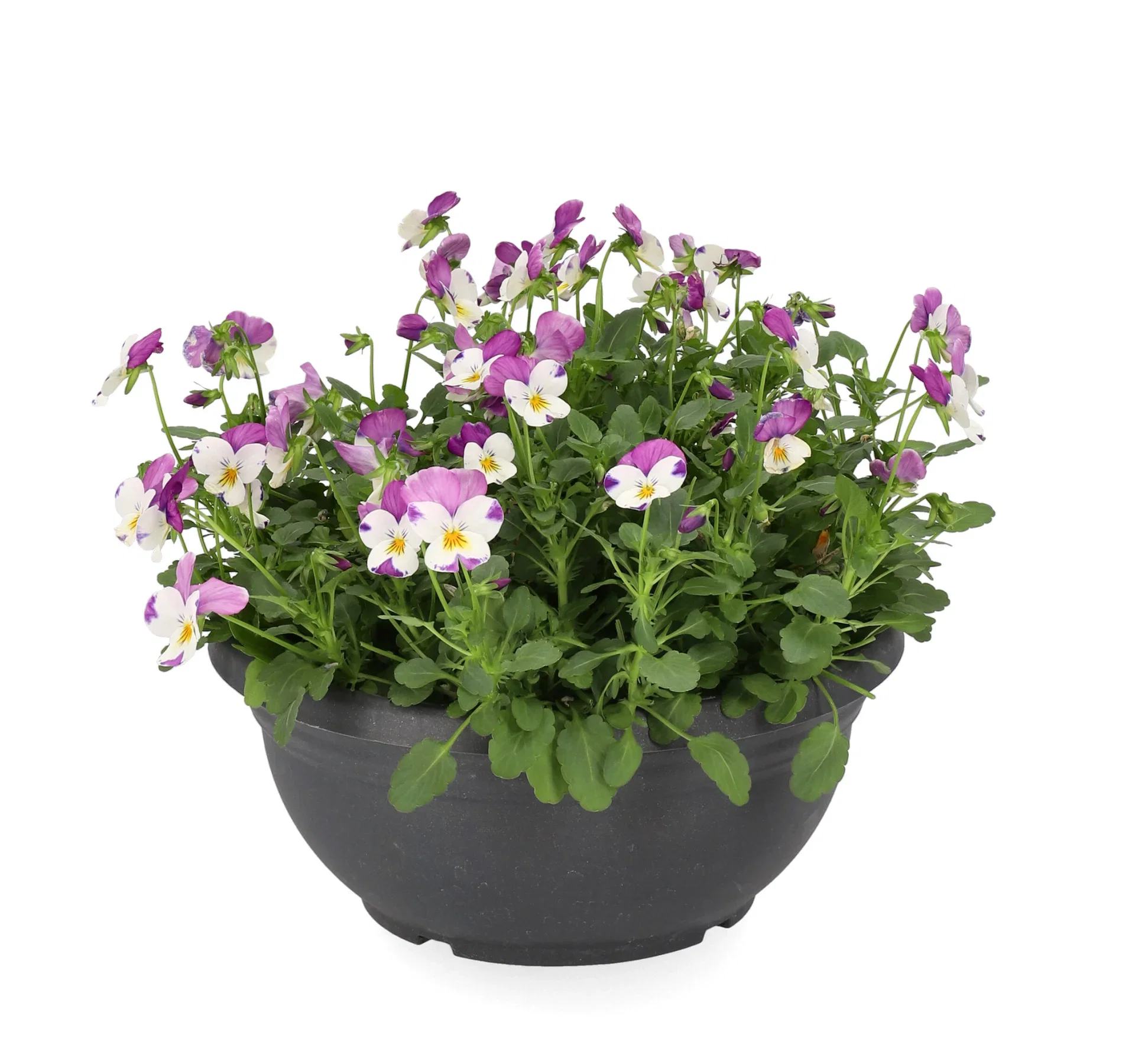 Viola x wittrockiana Stemor i skål Ø21 cm