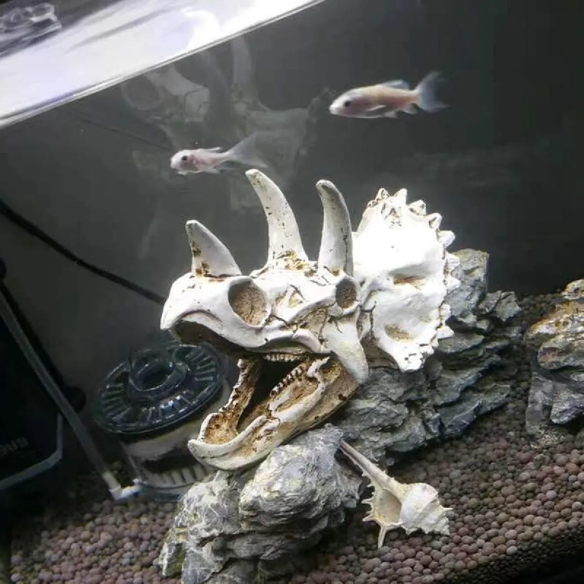 Universal Triceratops Crâne Simulation