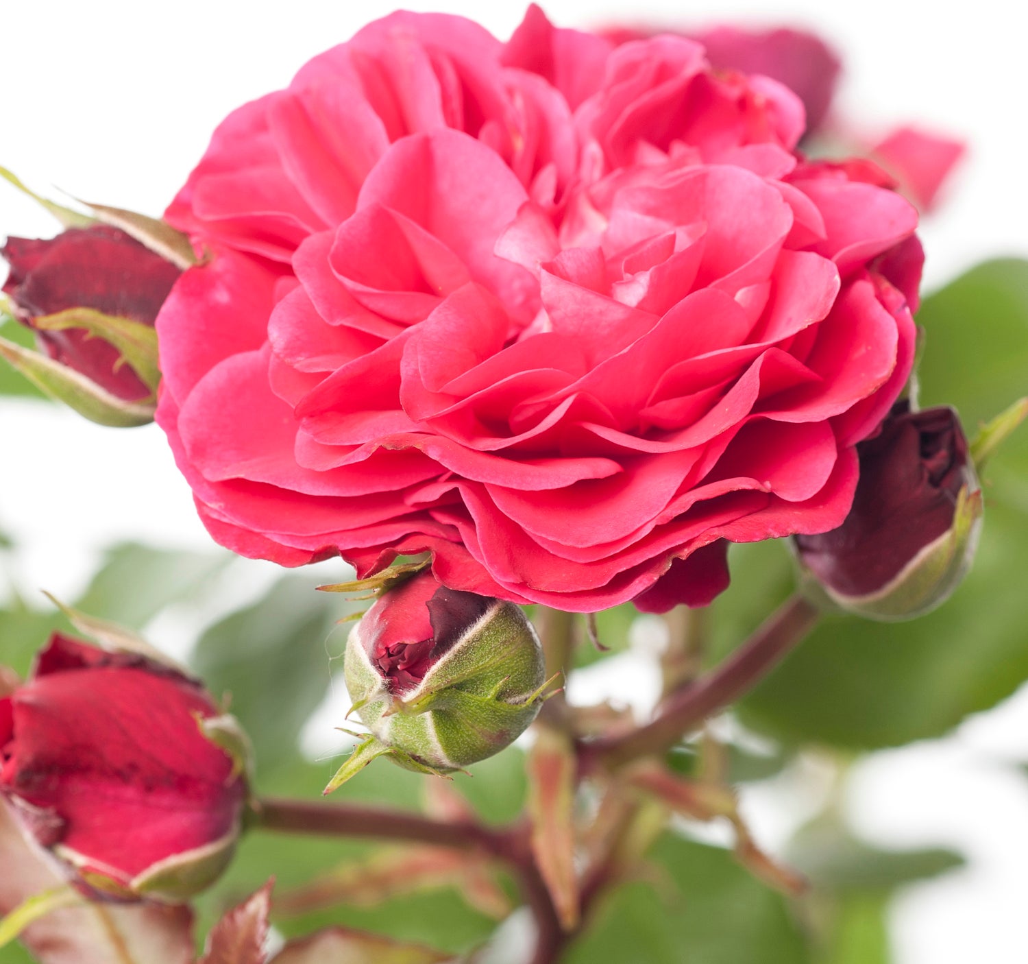 Struikroos (Rosa 'Red Meilove') D 23 H 25 cm