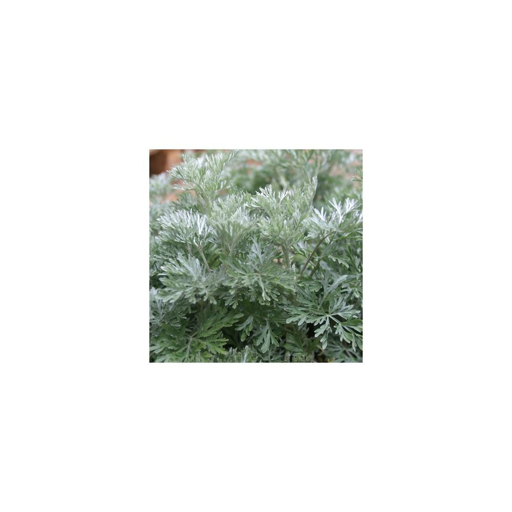 Armoise powis castle/artemisia x 'powis castle'[-]godet