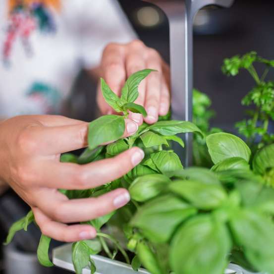 Recharge lingot® de basilic grand vert bio - pour potager Véritable®