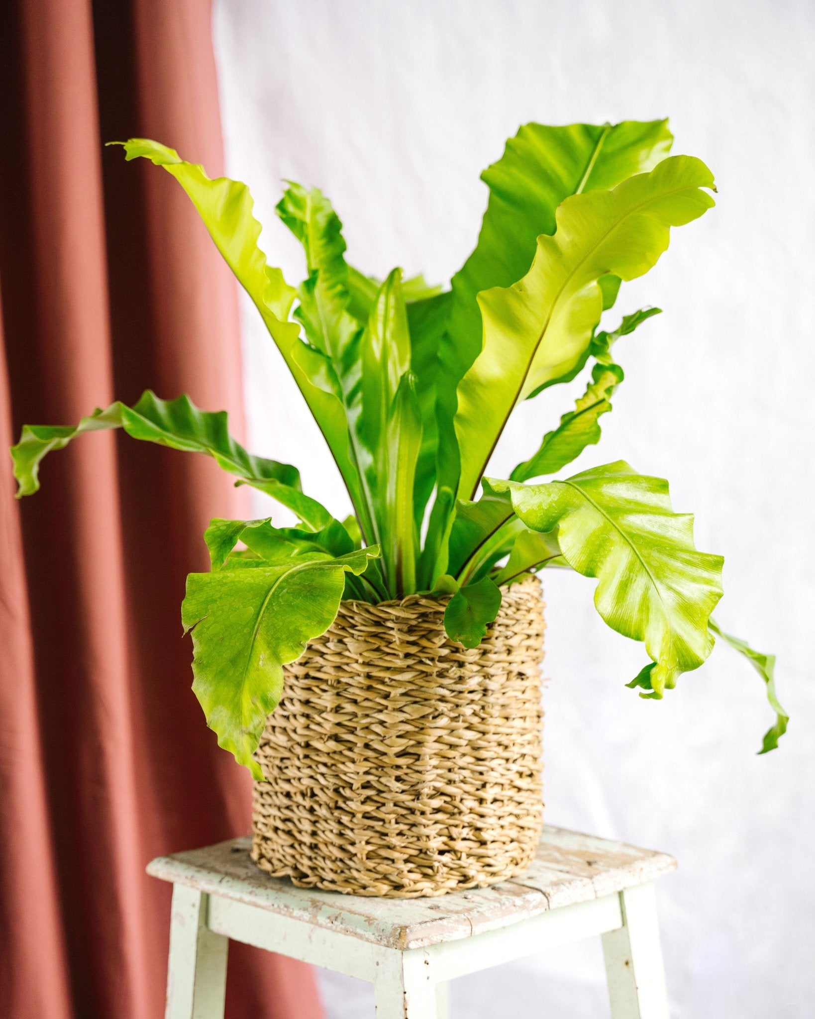 Plante d'intérieur - fougère asplenium nidus h60cm 60cm