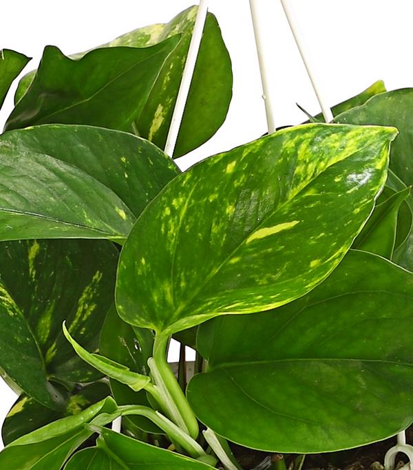 Efeutute - Epipremnum aureum 'Torro', Ampel