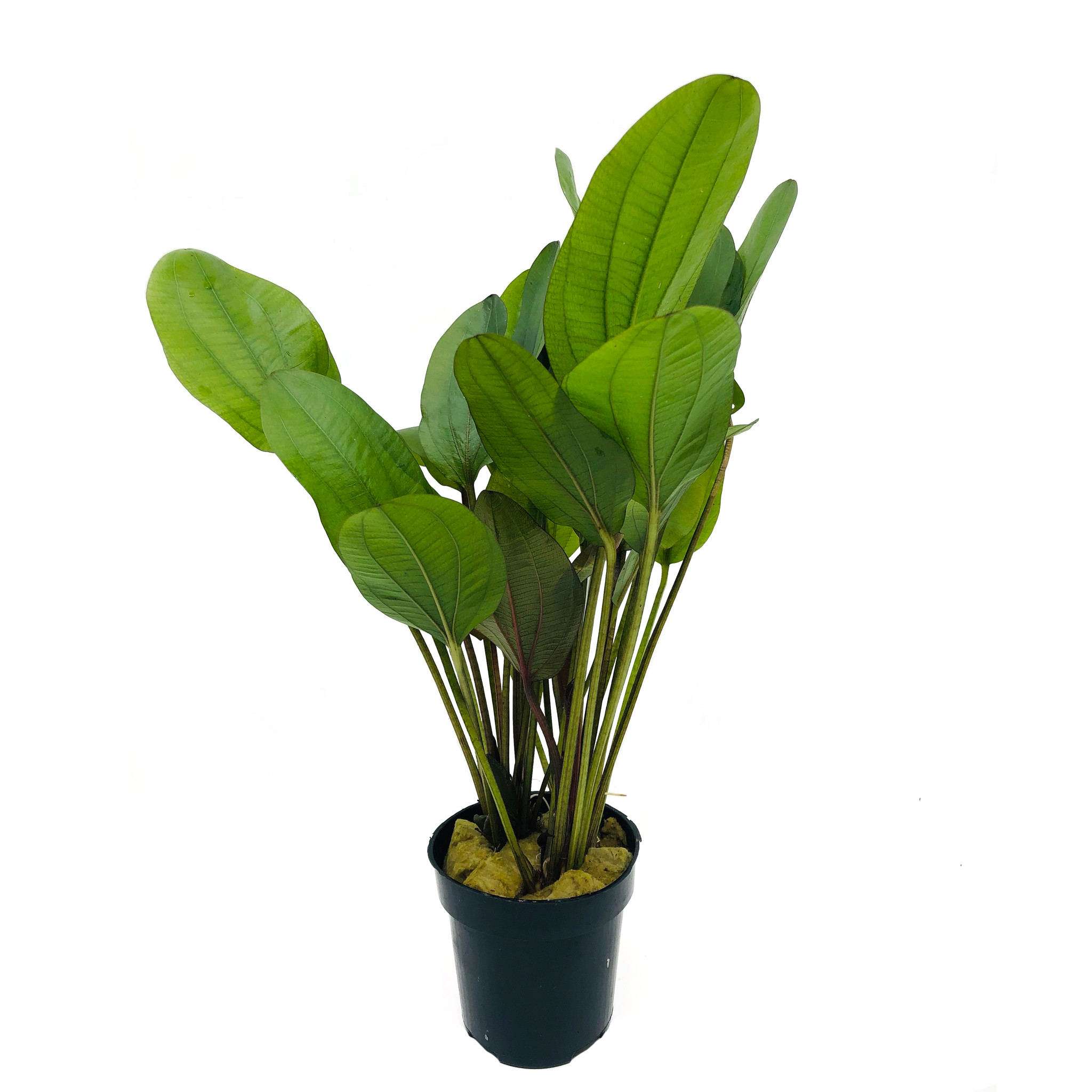 Echinodorus Reni - Extra Groot | Donkerrode kleur