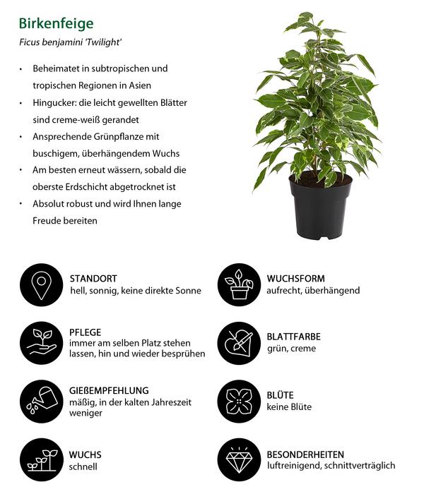 Birkenfeige - Ficus benjamina 'Twilight'