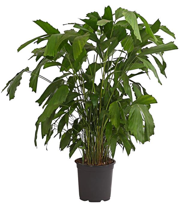 Fischschwanzpalme - Caryota mitis