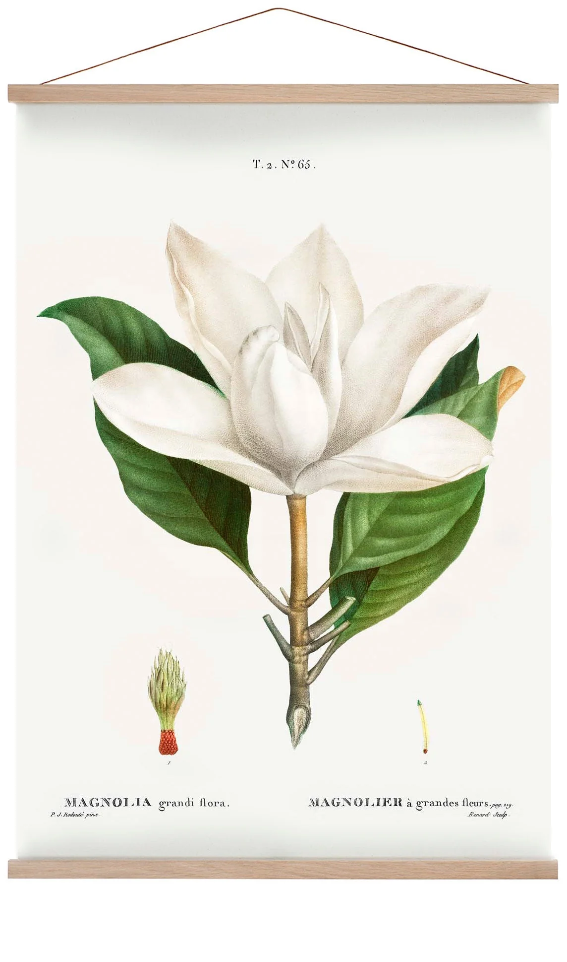 Magnolia Grandiflora Blume