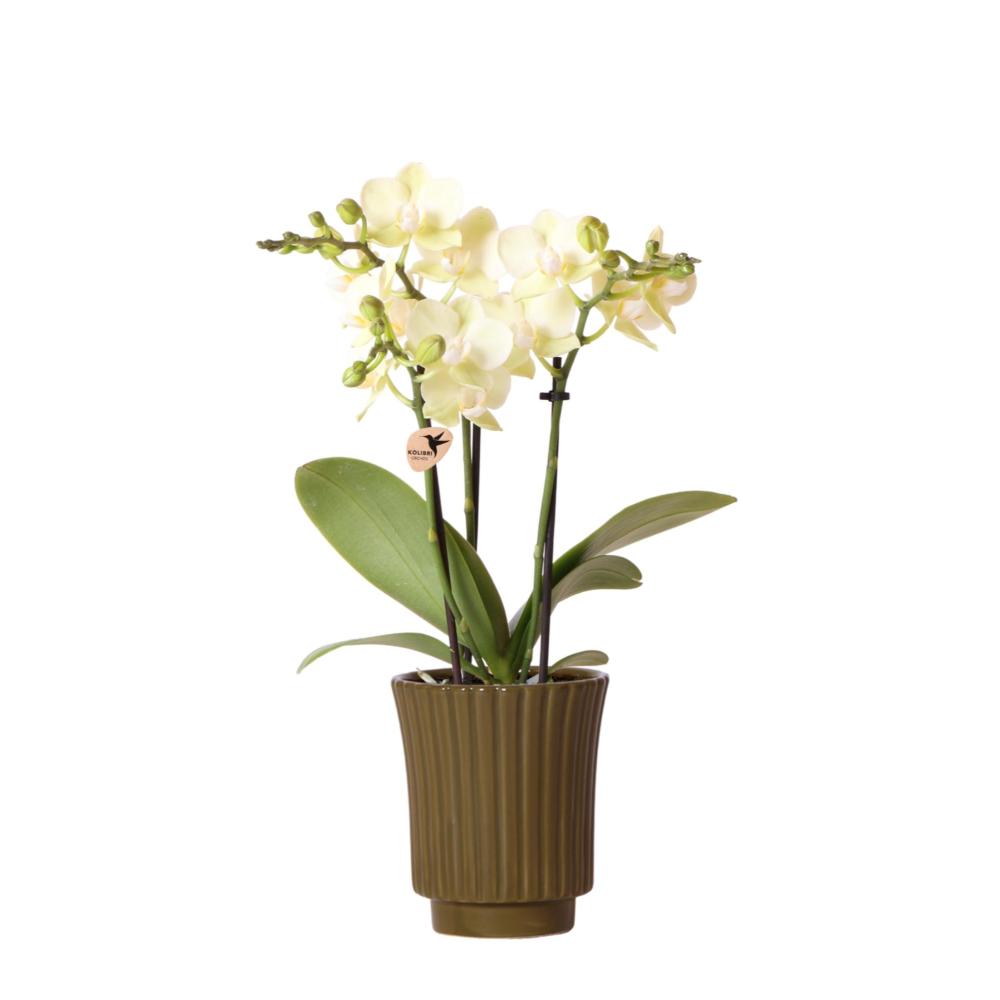 Plante d'intérieur - orchidée phalaenopsis jaune - h35cm, ø9cm - plante d'intérieur fleurie 35cm