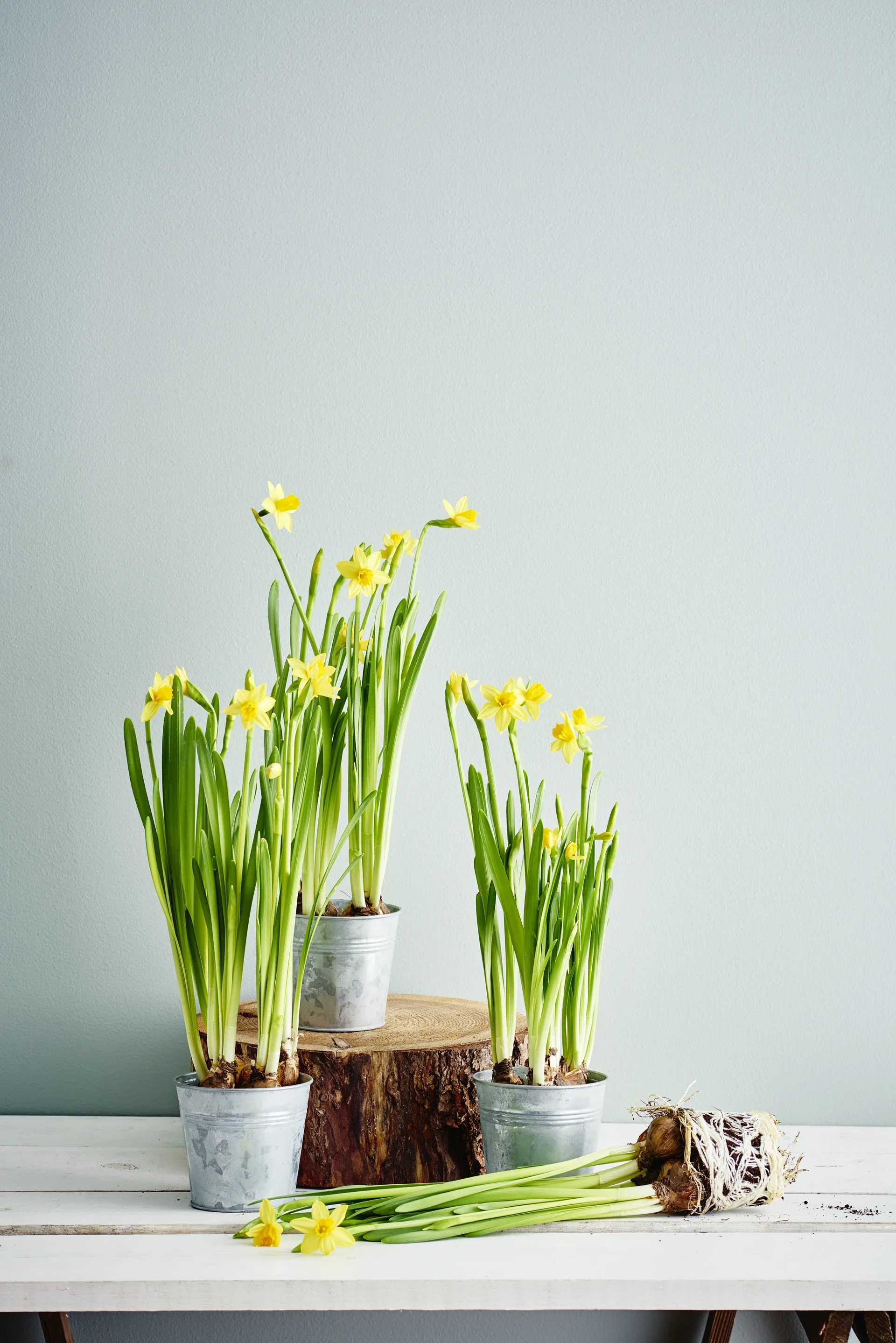 Narcissus x cyclazetta 'Tête-à-tête' Minipåskelilje 'Tête-à-Tête' Ø9 cm