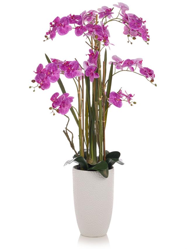 Orchidee Phalaenopsis, 160 cm
