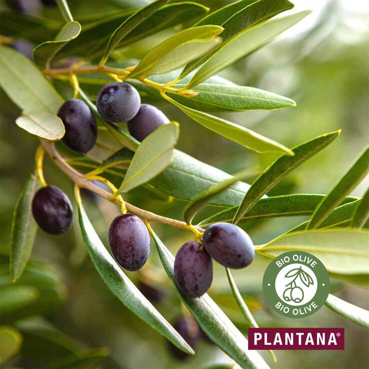 Plantana Olive Pflege Duschbad mit Bio-Olive, 500 ml