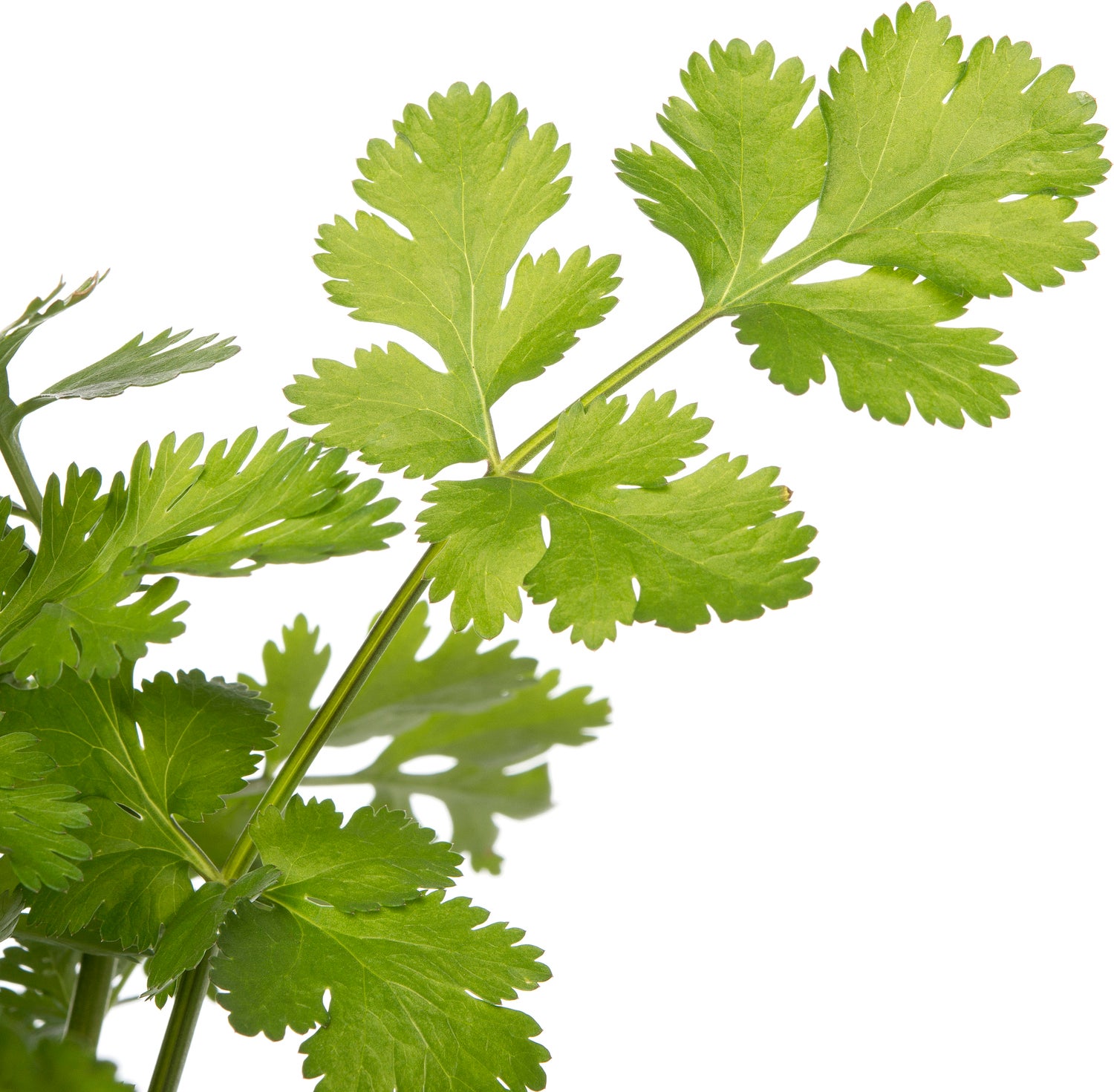 Biologische Koriander (Coriandrum Sativum) D 13 H 15 cm