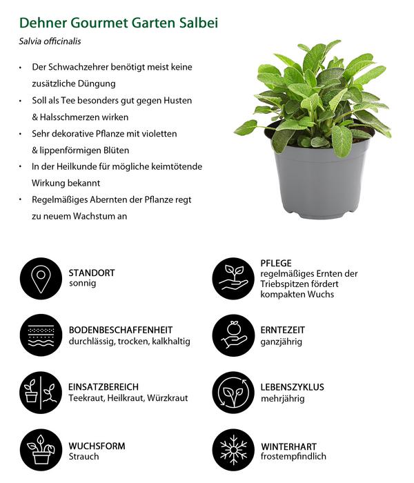 Dehner Gourmet Garten Salbei