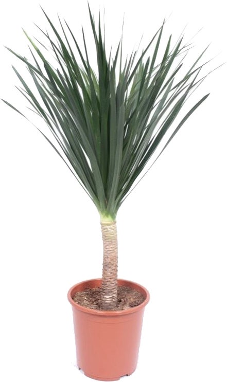 Drakenbloedboom (Dracaena draco) D 27 H 110 cm