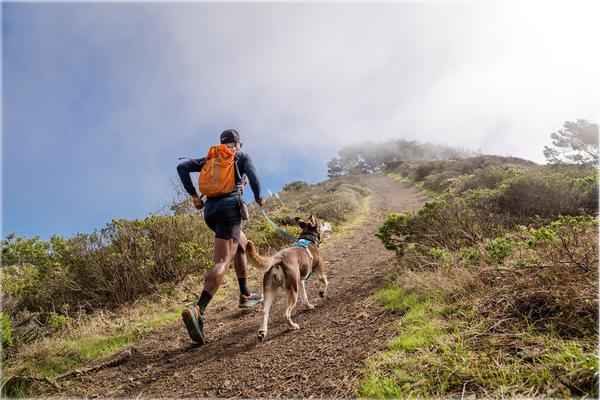 RUFFWEAR® Hundegeschirr Hi & Light™ Harness