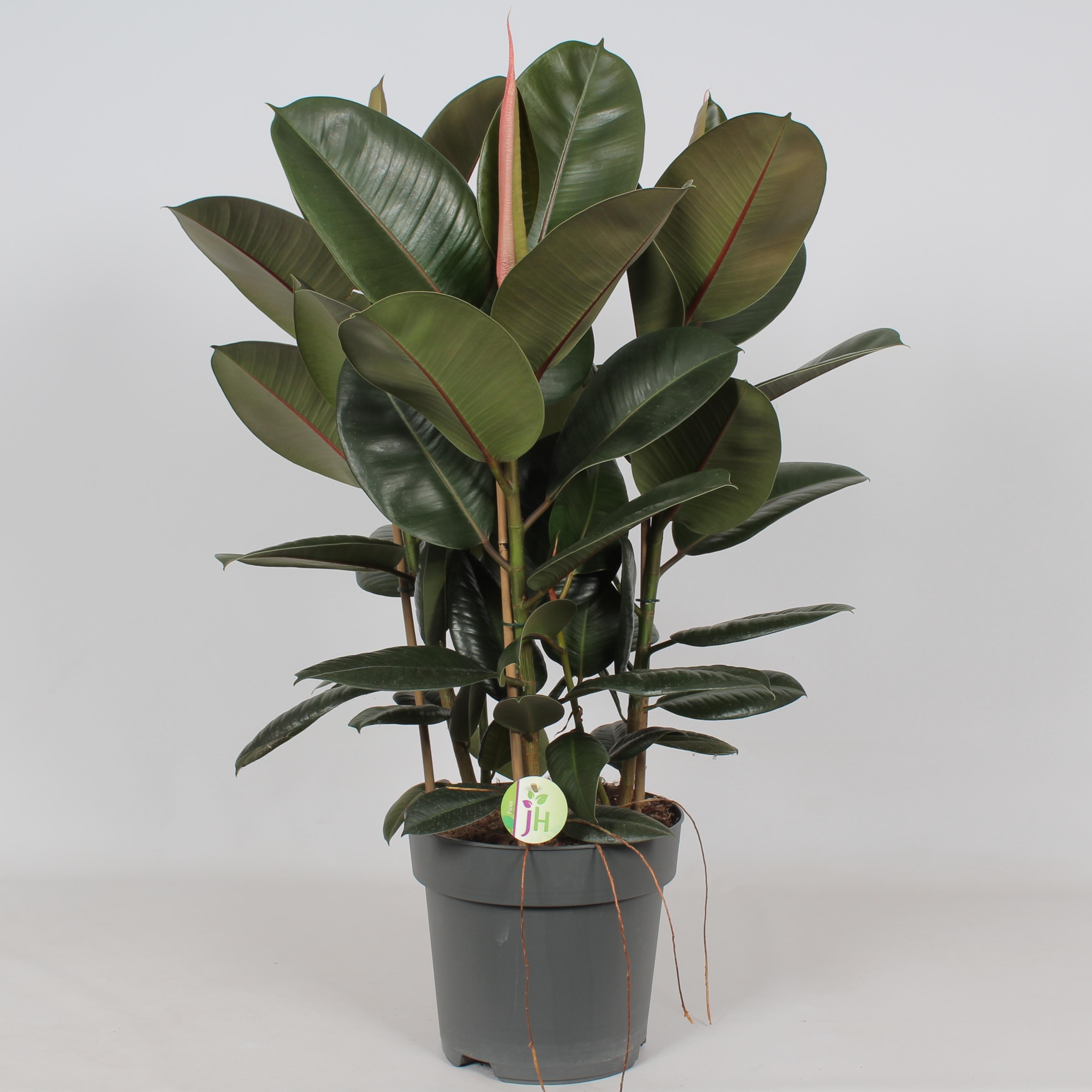Plante d'intérieur - ficus 'robusta' h90cm 90cm