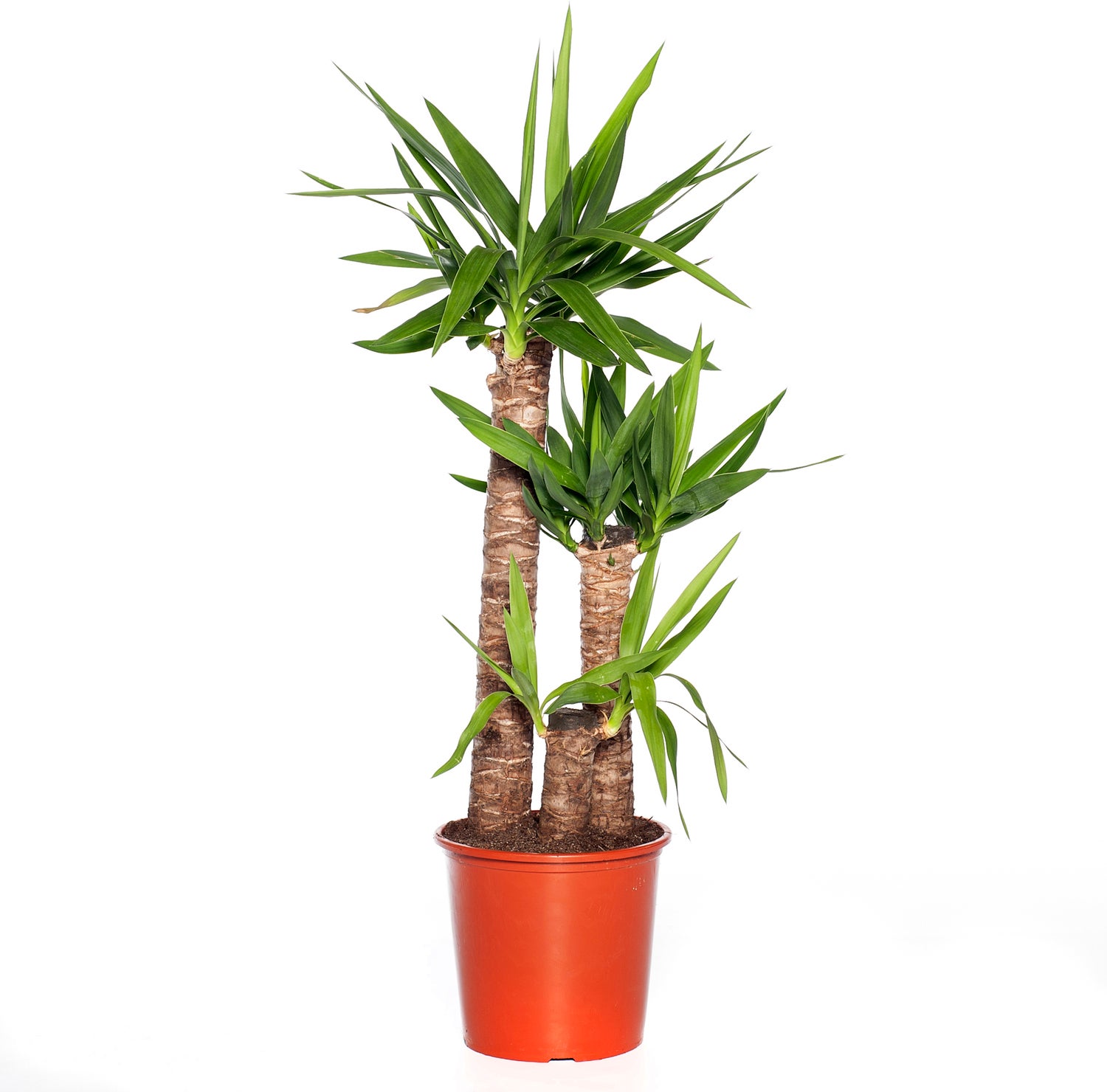 Yucca (Yucca elephantipes) D 24 H 110 cm