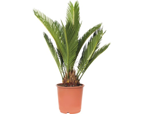 Japanse Sagopalm (Cycas revoluta) H 40-50 cm Ø 14 cm pot