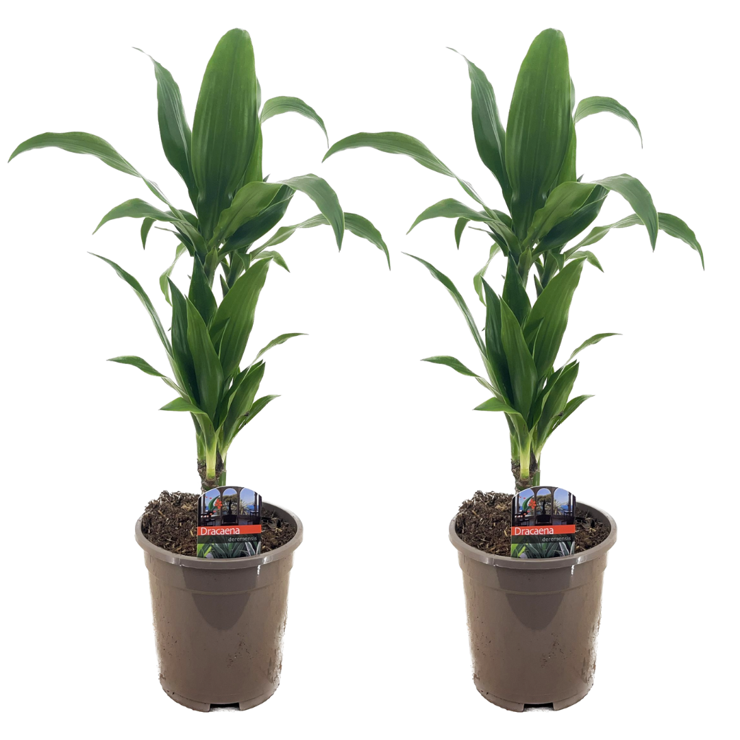 Dracaena deremensis janet craig - pot 17cm - hauteur 60-70cm
